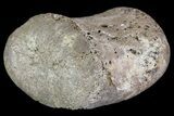 Hadrosaur Finger Bone - Alberta (Disposition #-) #71712-1
